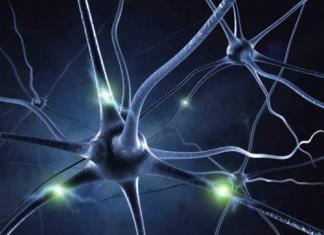 Нейробиология: что это за наука и что она изучает?